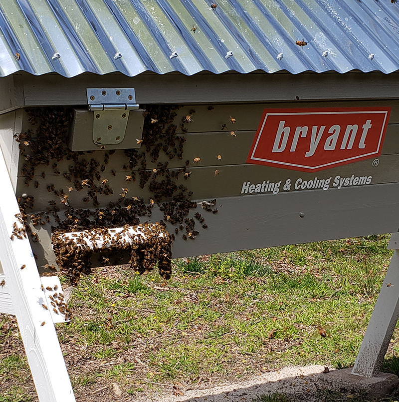 marcus bryant bees